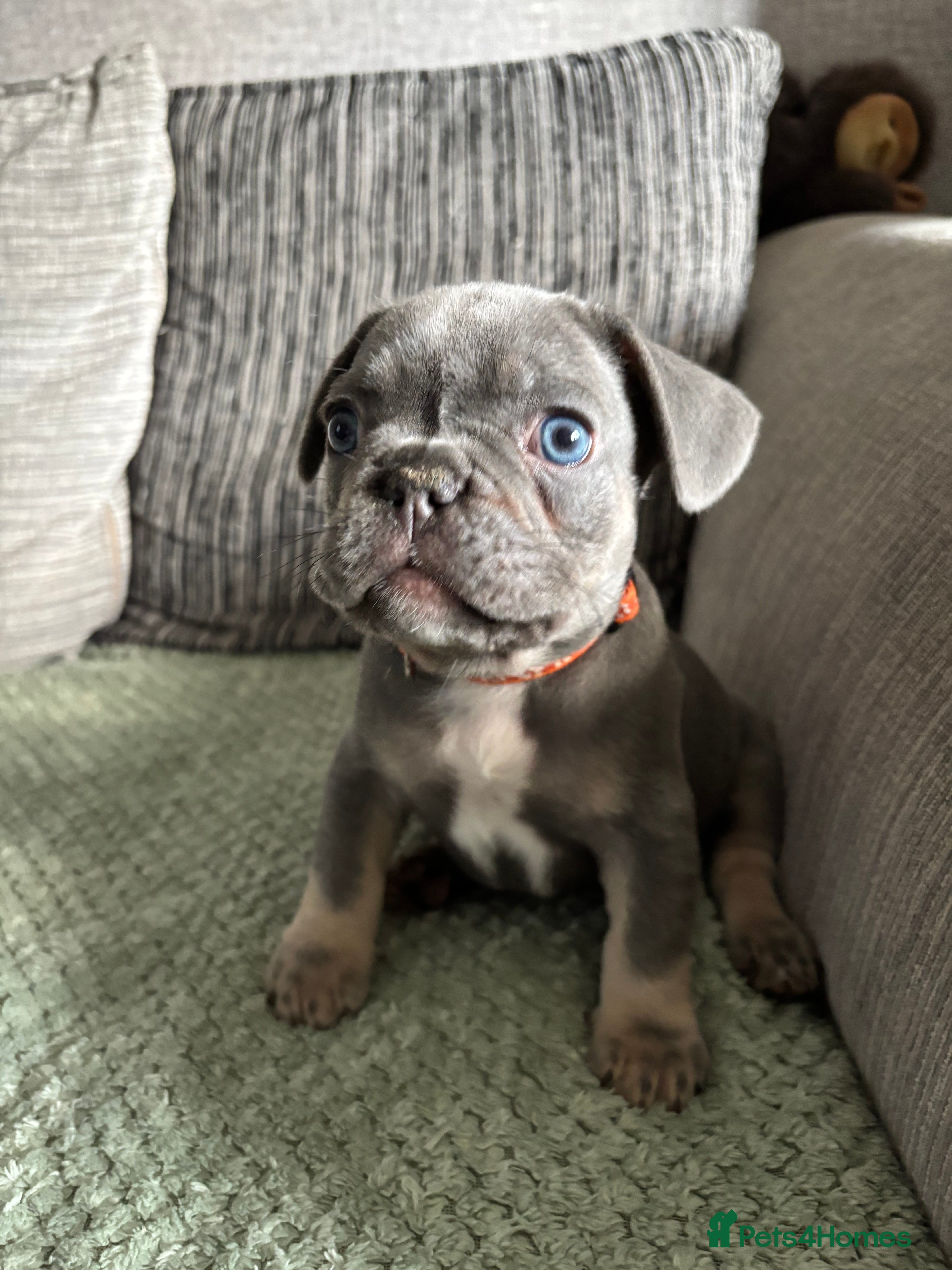 French Bulldog dogs French bulldog puppies - Advert 11