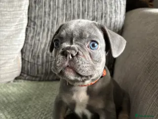 French Bulldog dogs French bulldog puppies - Advert 11