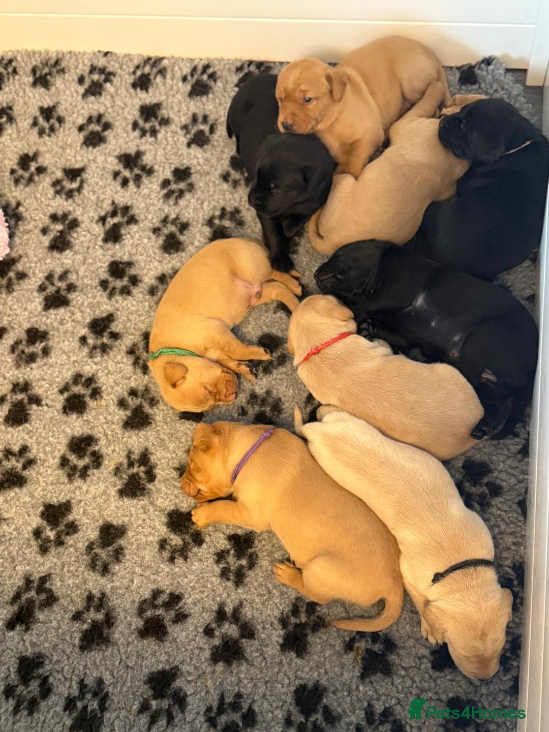 Labrador Retriever dogs for sale: Beautiful KC Registered Labrador Puppies - Image 4