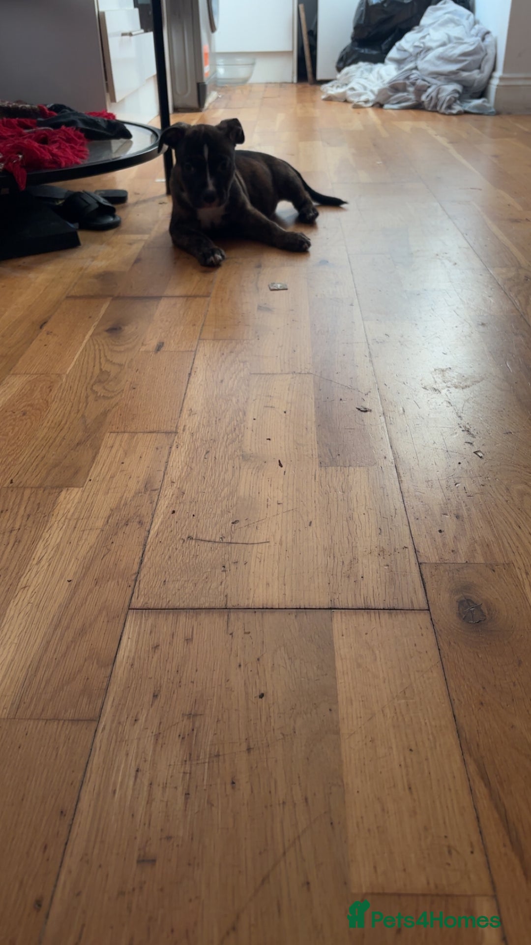 American Bully dogs for sale: American bully  - Advert 2