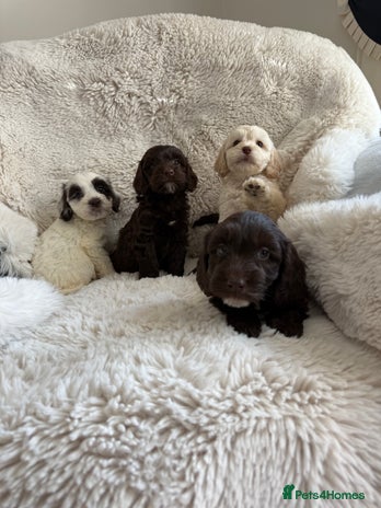 Cockapoo puppies for sale in London | Pets4Homes