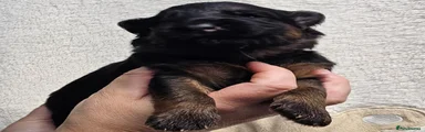 German Shepherd 5