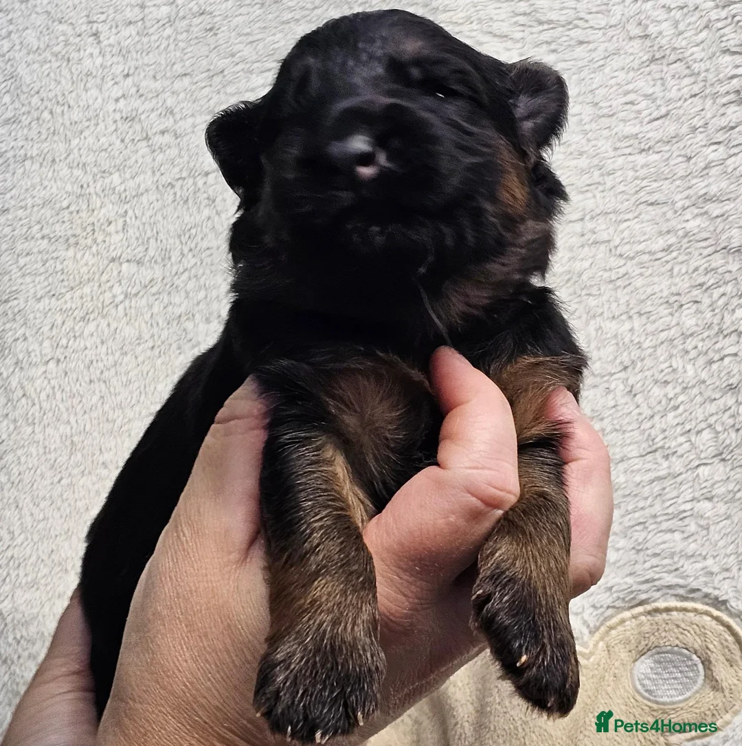German Shepherd dogs for sale: KC, DM clear, health tested, German Shepherds  - Advert 32