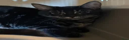 Mixed Breed cats for sale: Beautiful charcoal bengals  - Advert 4
