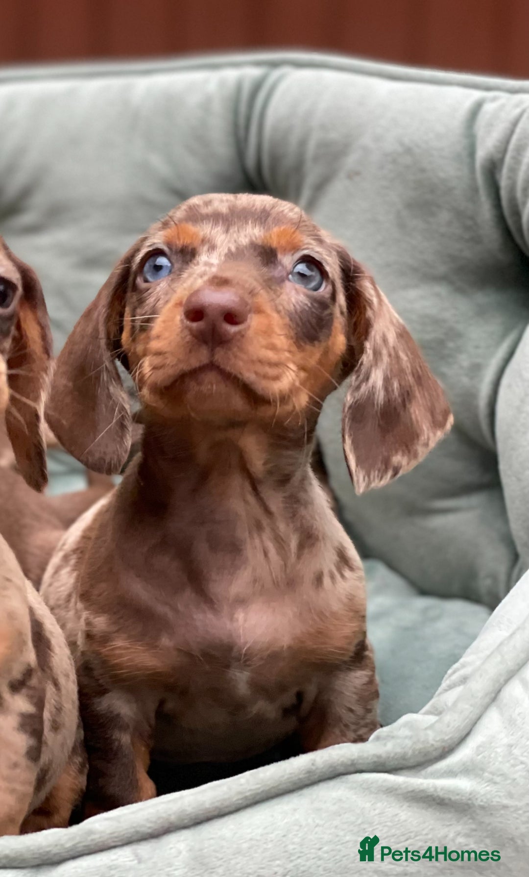 Miniature Dachshund dogs for sale: Mini Dachshunds  - Advert 6