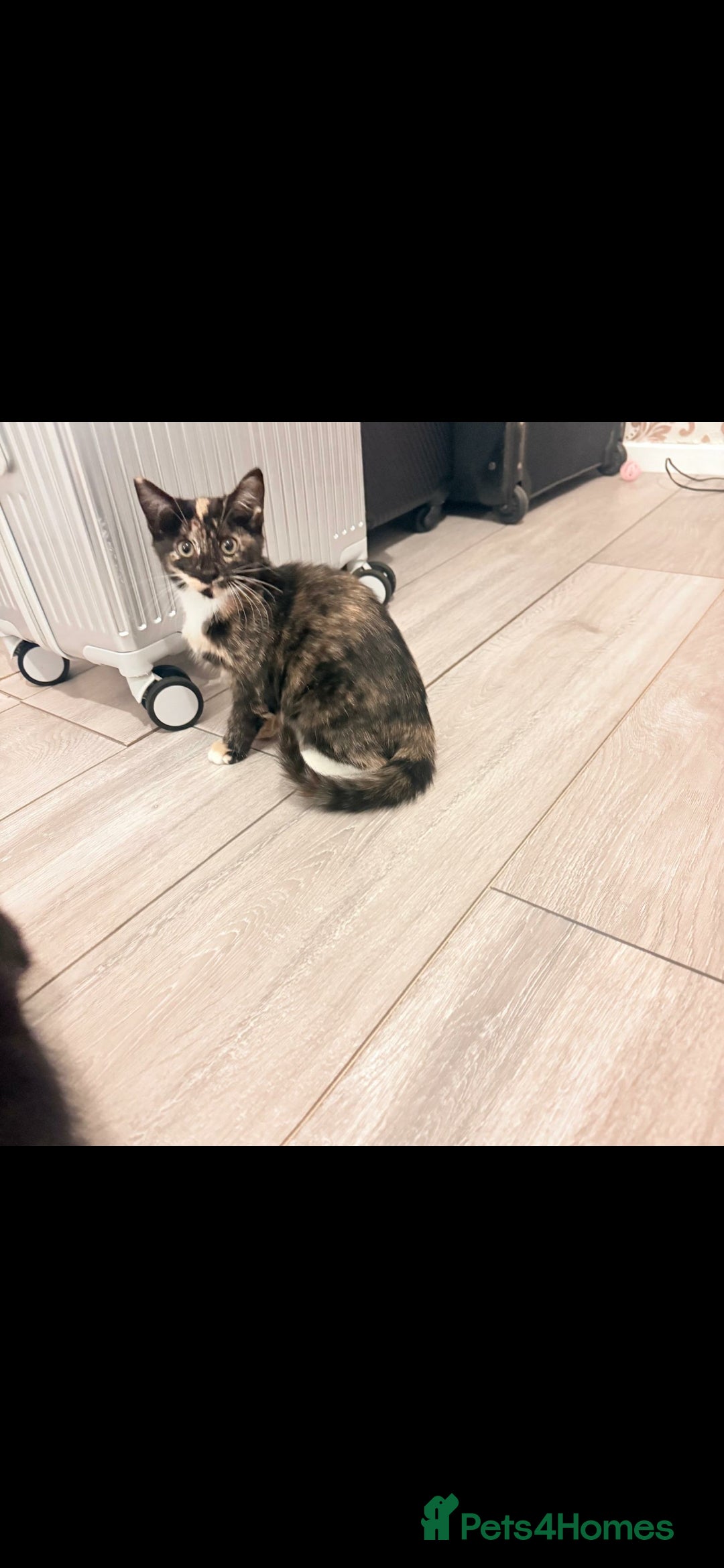 British Shorthair cats for sale: Black and tortie kittens ( mother for sale too) - Advert 11