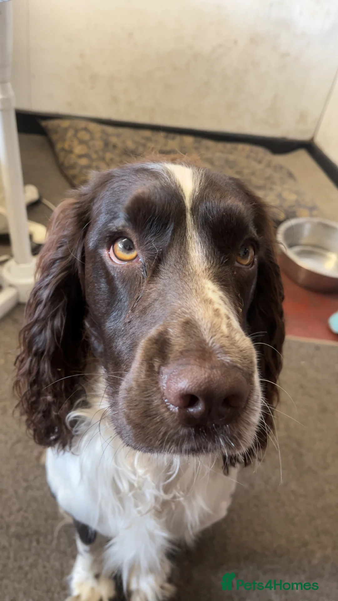 Sprocker dogs for stud: Rocket the sprocker spaniel stud - Advert 4
