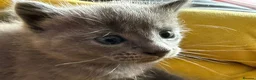 Mixed Breed cats for sale: Beautiful, full grey kittens. in Stockport - Advert 9