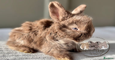 Angora rabbits - Advert 9