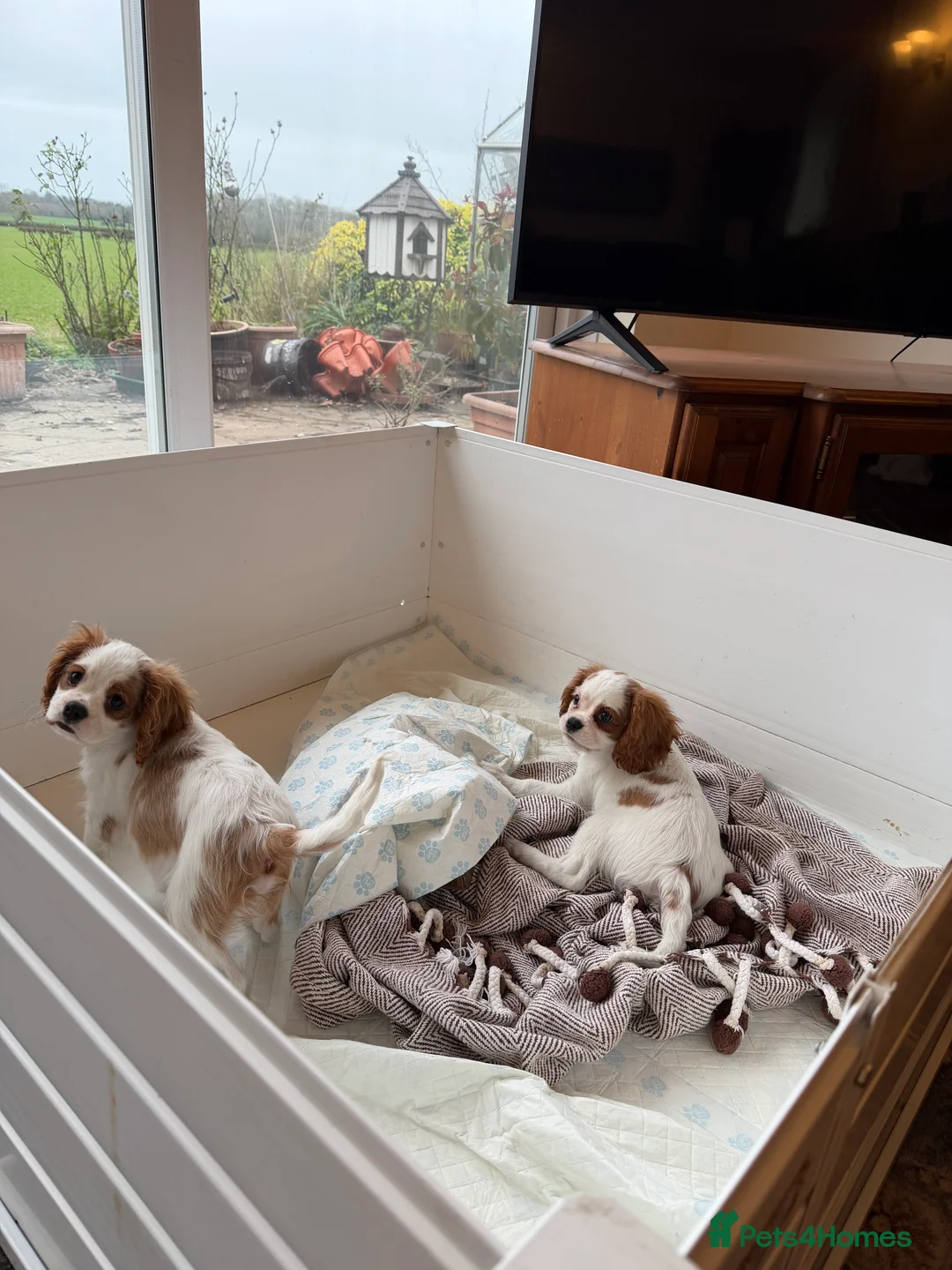Cavalier King Charles Spaniel dogs for sale: Kc registered cavalier king charles puppies - Advert 35