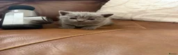 British Shorthair cats for sale: 4 British Shorthair kittens for sale in Preston - Advert 12