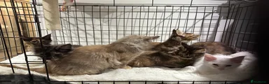 Maine Coon 6 jeanie