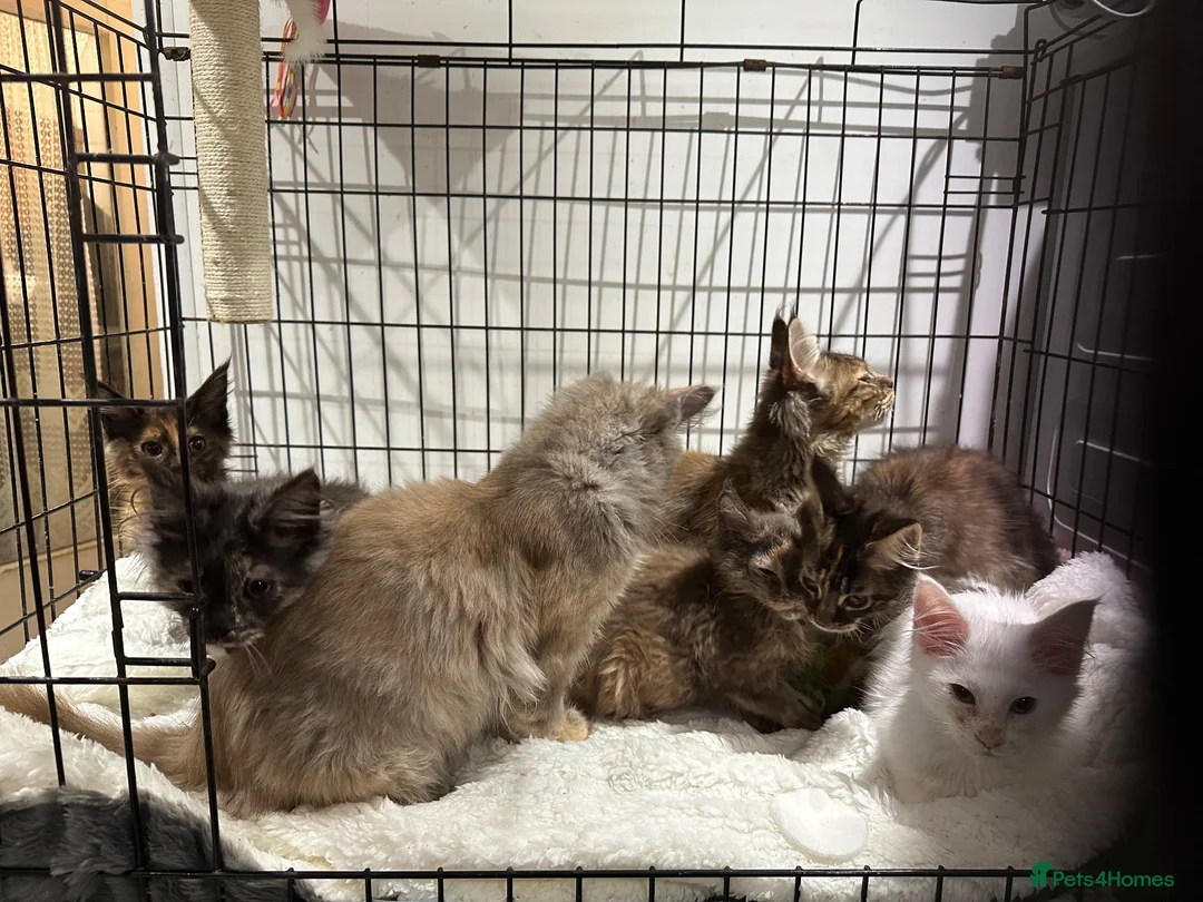 Maine Coon cats for sale: Tica reg Maine coons - Advert 2