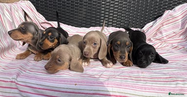 Miniature Dachshund dogs - Advert 13