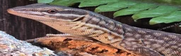 Monitor reptiles for sale: Yellow Arckie monitor  - Advert 3