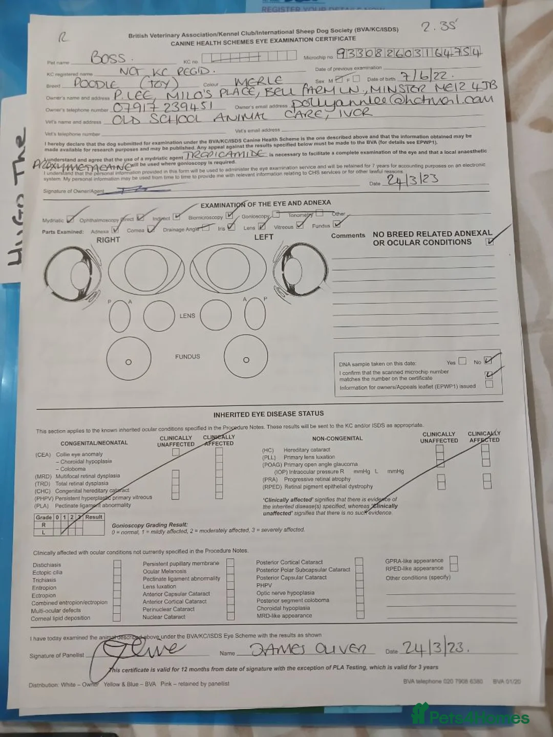 Cockapoo dogs for sale: Healthy toy poodle companions  - Advert 20
