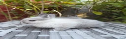 Netherland Dwarf rabbits for sale: Pure Netherland-Dwarf - Advert 5
