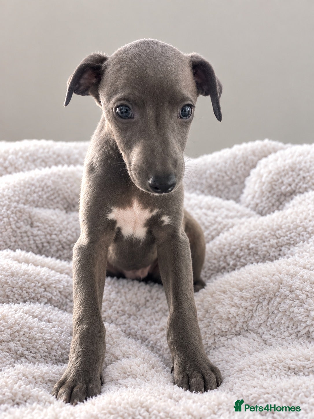 Whippet dogs Ready now  last blue boy  - Advert 1