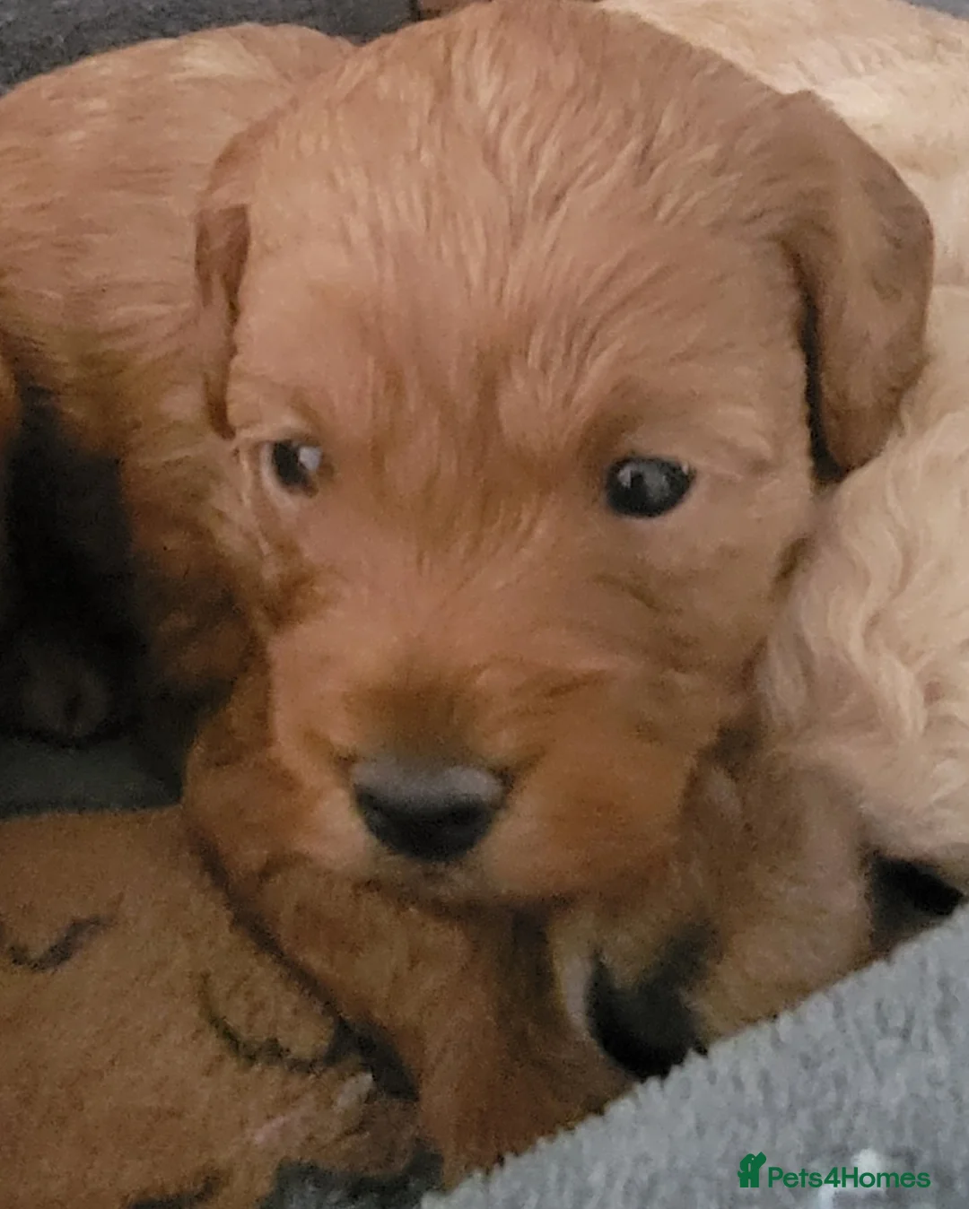 Maltipoo dogs for sale: F1b Maltipoo  - Advert 12