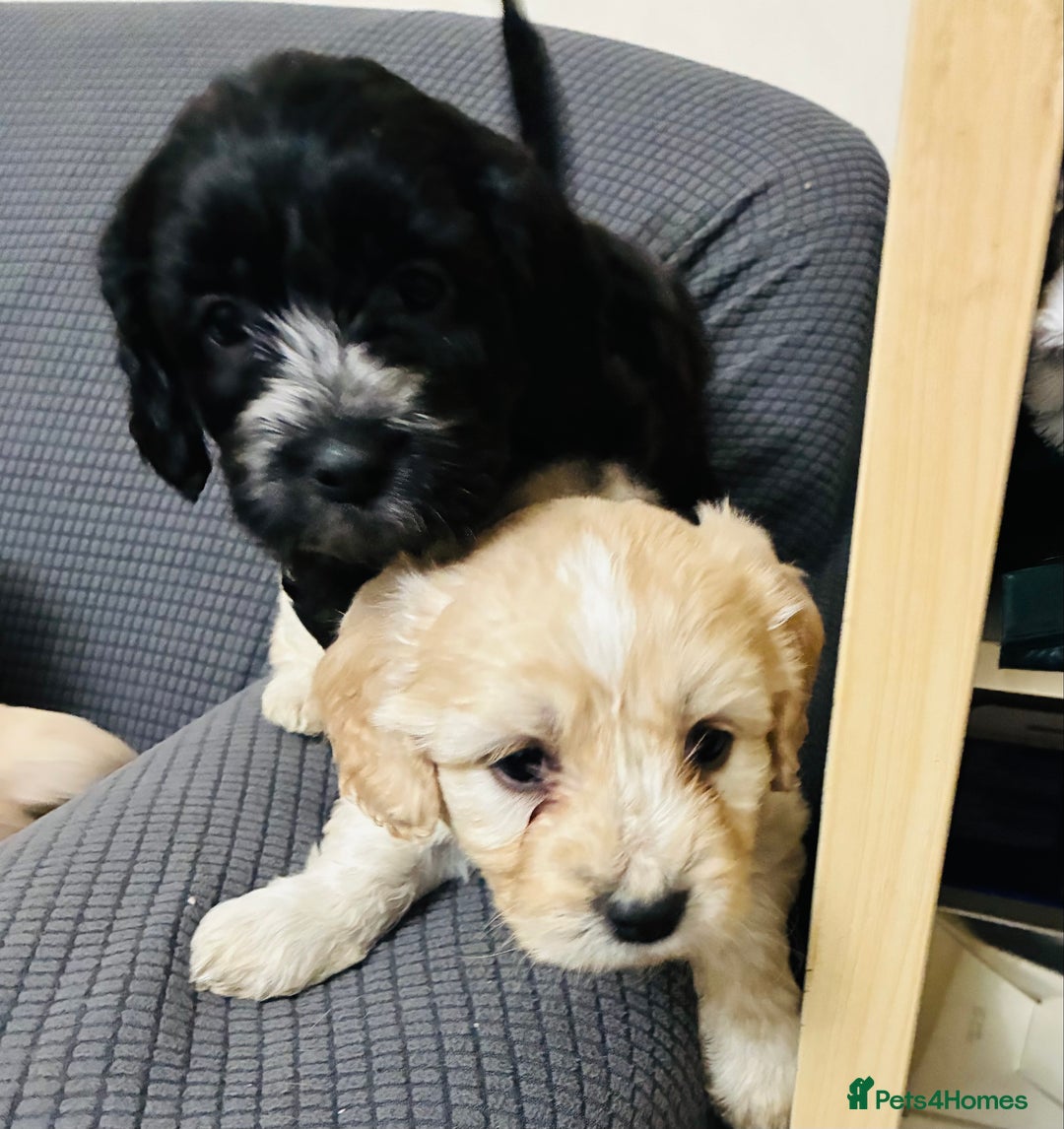 Mixed Breed dogs for sale: 6 Stunning Cock-a-chon puppies  - Advert 34