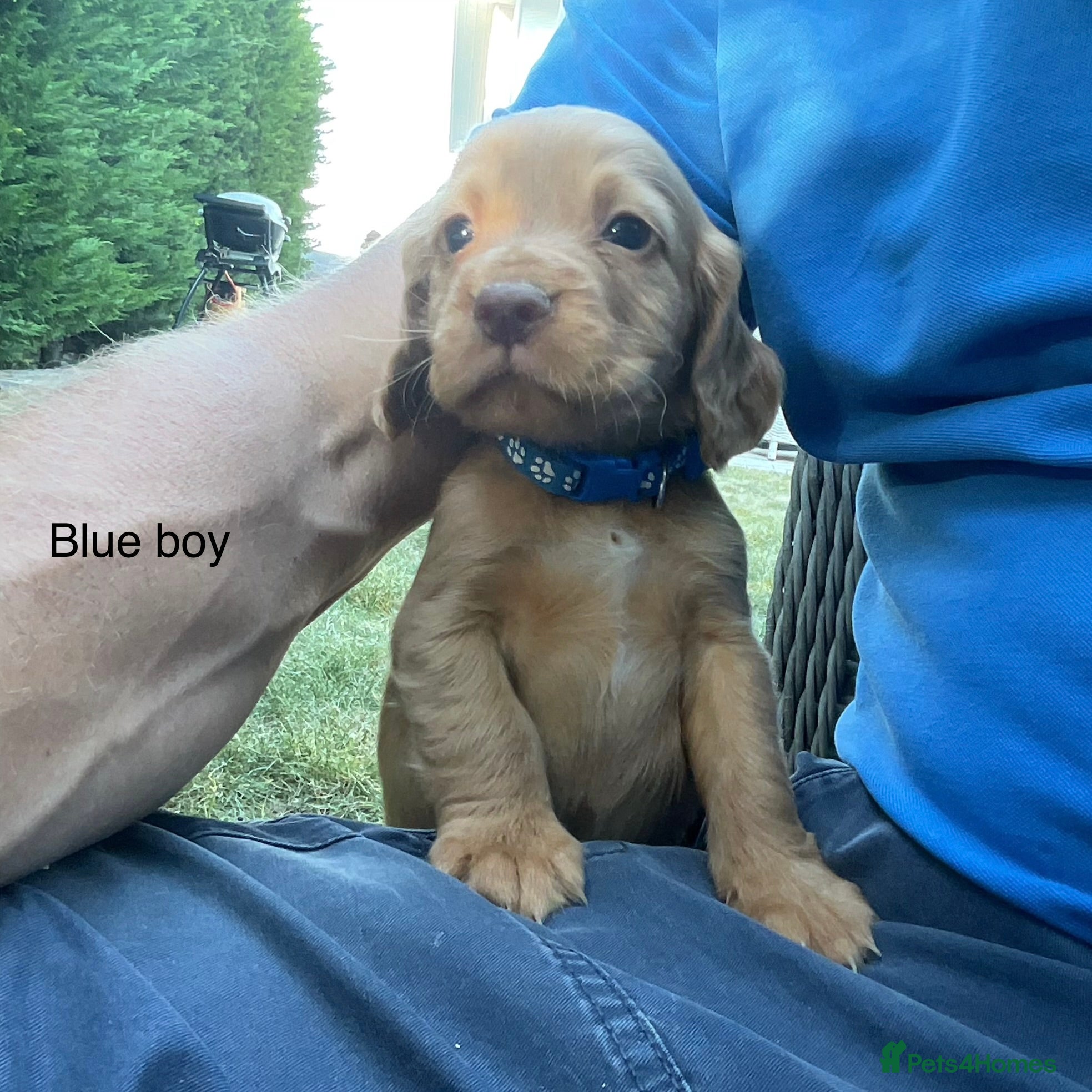 Cocker Spaniel dogs Hereditary clear working cocker spaniels - Advert 1