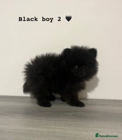 Pomeranian dogs - Advert 7