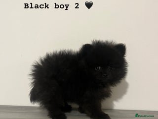 Pomeranian dogs Pomeranian puppy last black boy - Advert 10