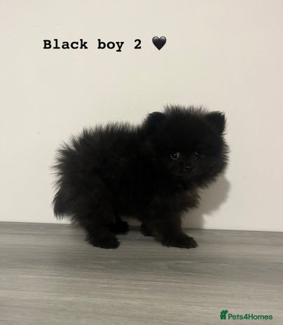 Pomeranian dogs - Advert 6