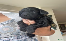 Cockapoo dogs for sale:  Teddy Bear type Cockapoos. - Image 17