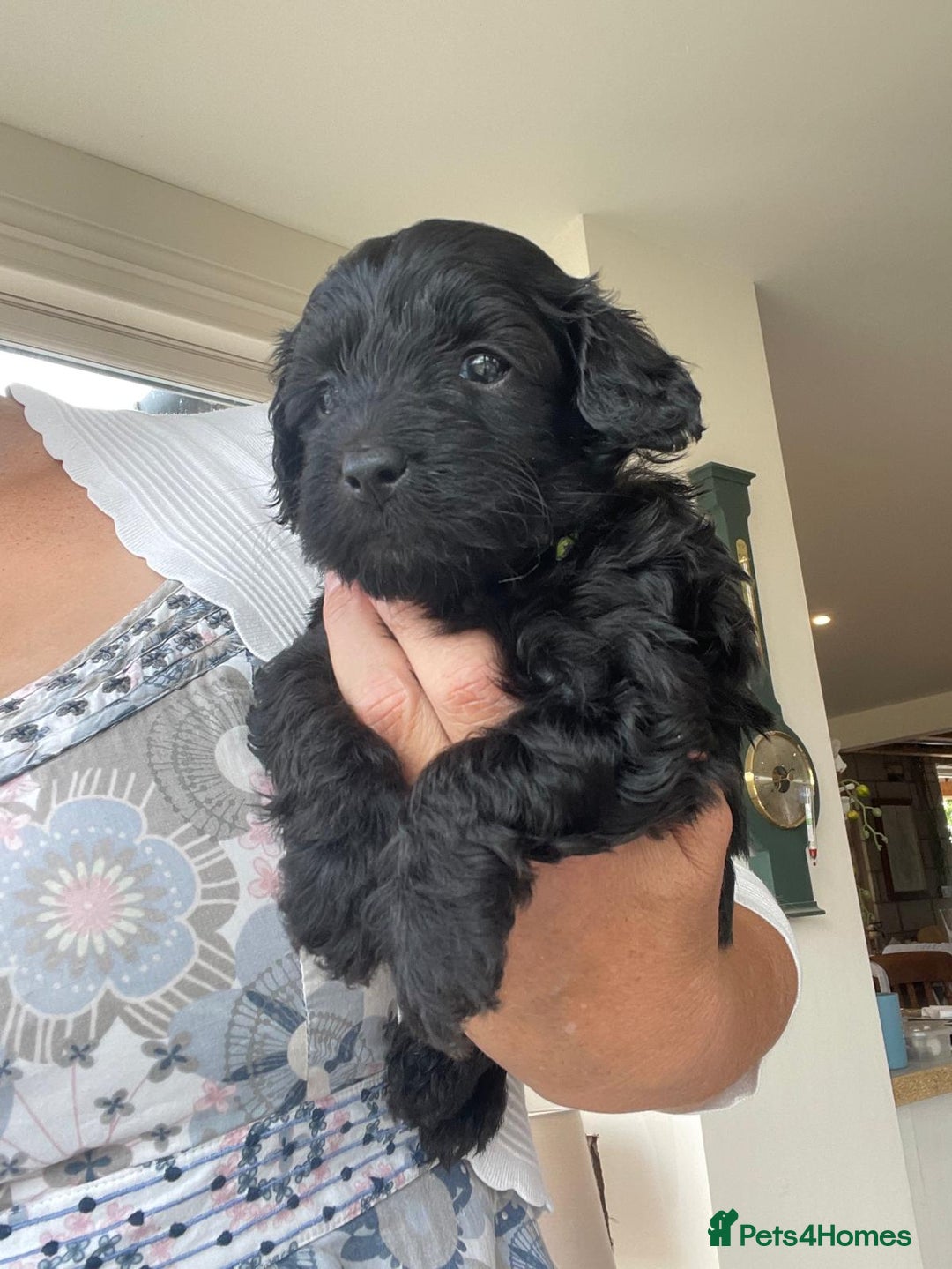 Cockapoo dogs for sale:  Teddy Bear type Cockapoos. - Image 17