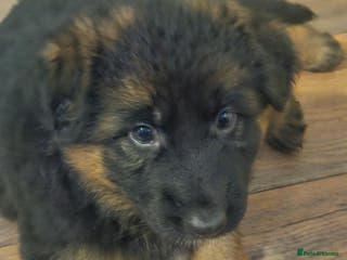 German Shepherd dogs German shepherd puppies - Advert 16