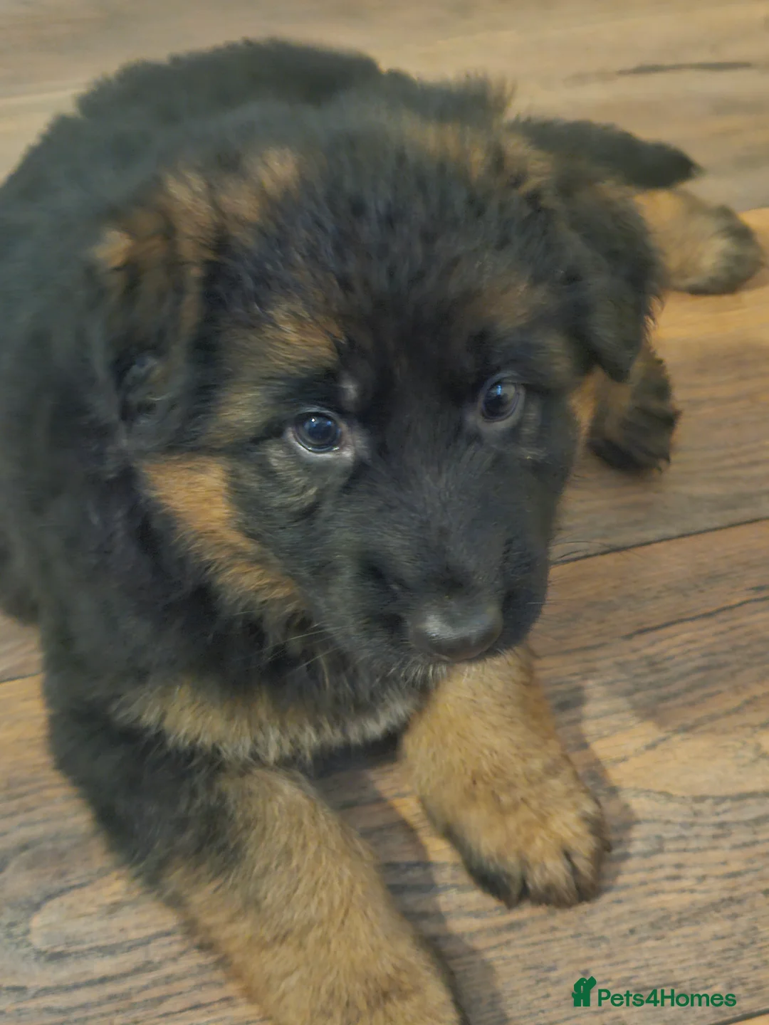 German Shepherd dogs for sale: German shepherd puppies - Advert 1