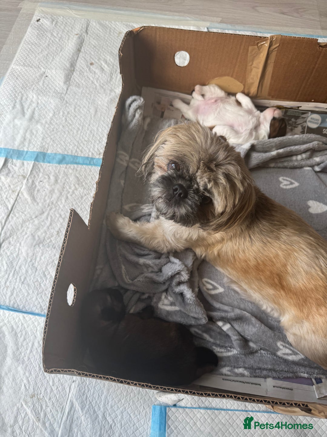 Shih Tzu dogs for sale: Beautiful Shih Tzu Pups - Image 9