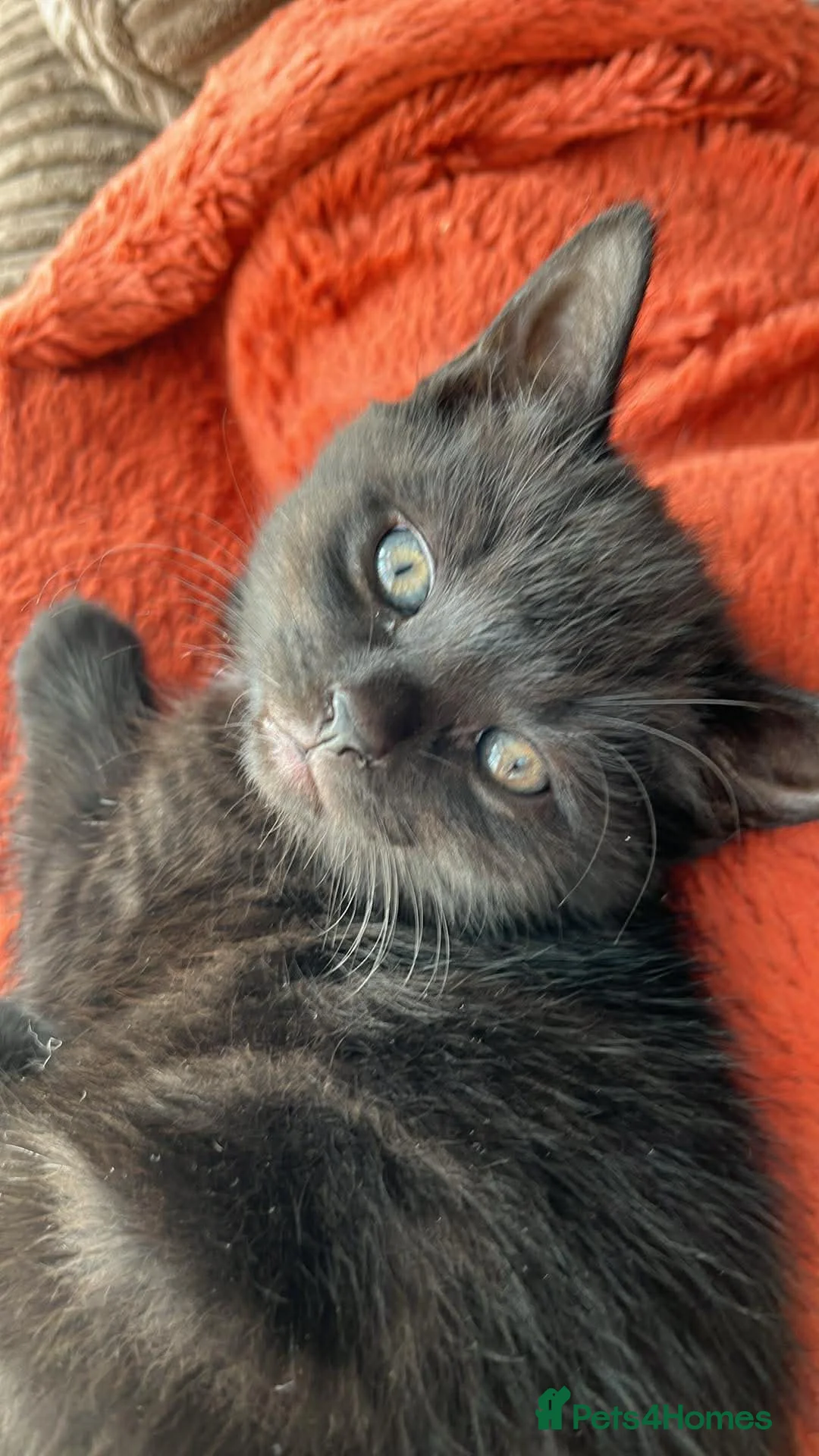 Mixed Breed cats for sale: Kittens  - Advert 2