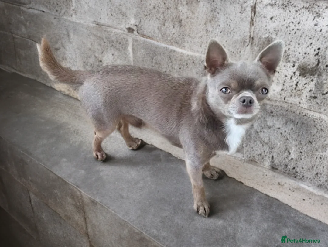 Chihuahua dogs for stud: KC reg-Health tested-PROVEN  - Advert 21