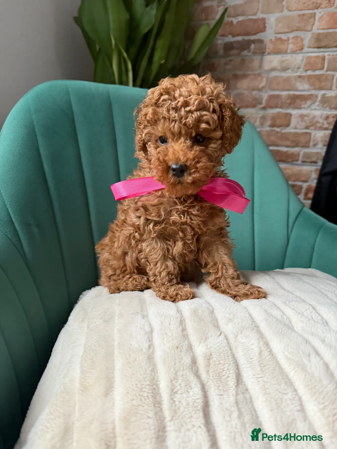 Toy Poodle dogs for sale: Tiny Red toy 🧸 poodle ✨💖 - Advert 9