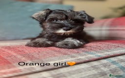 Miniature Schnauzer dogs for sale: KC Registered, health tested, puppies ready now!  - Image 9