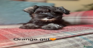 Miniature Schnauzer dogs - Advert 16