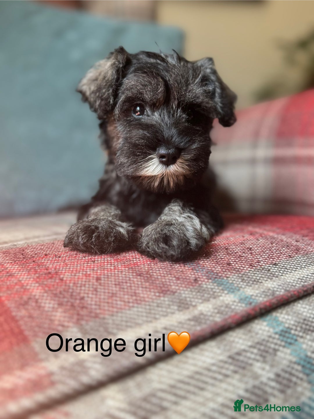 Miniature Schnauzer dogs for sale: KC Registered, health tested, puppies ready now!  - Image 9