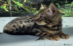 Bengal cats for sale: CUTE SNOW & BROWN BENGAL KITTENS (TICA REG) - Image 4