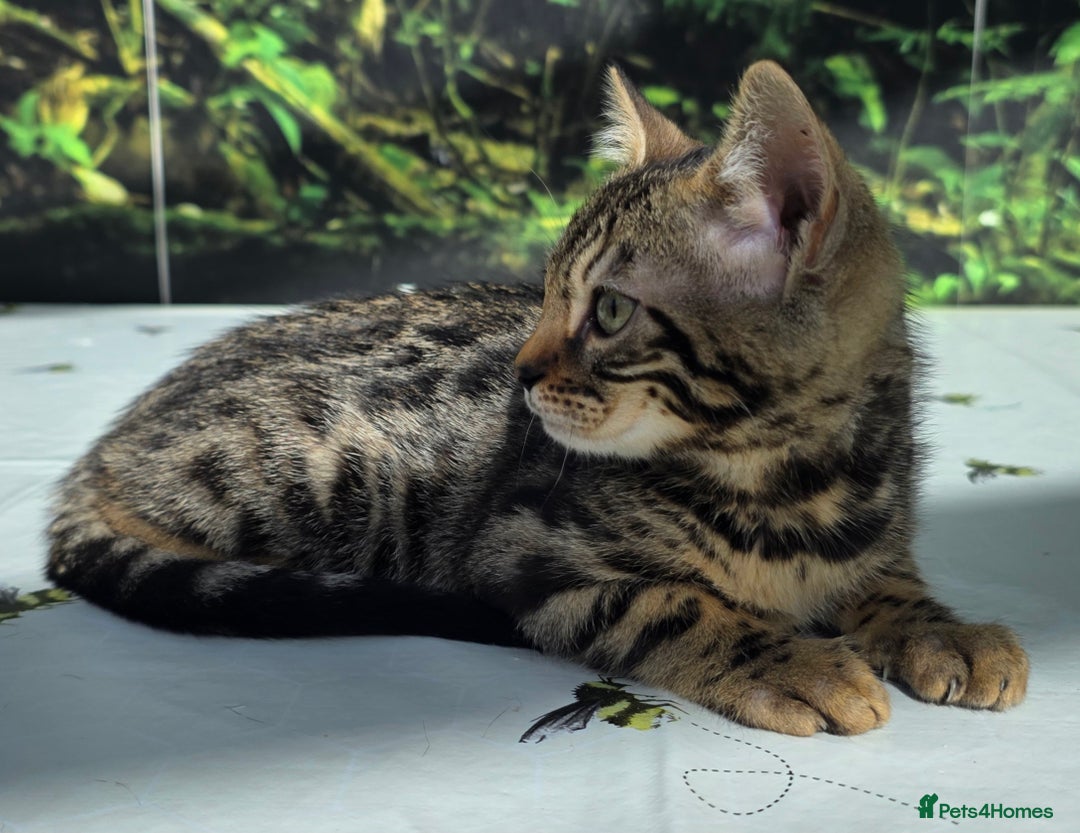 Bengal cats for sale: CUTE SNOW & BROWN BENGAL KITTENS (TICA REG) - Image 4
