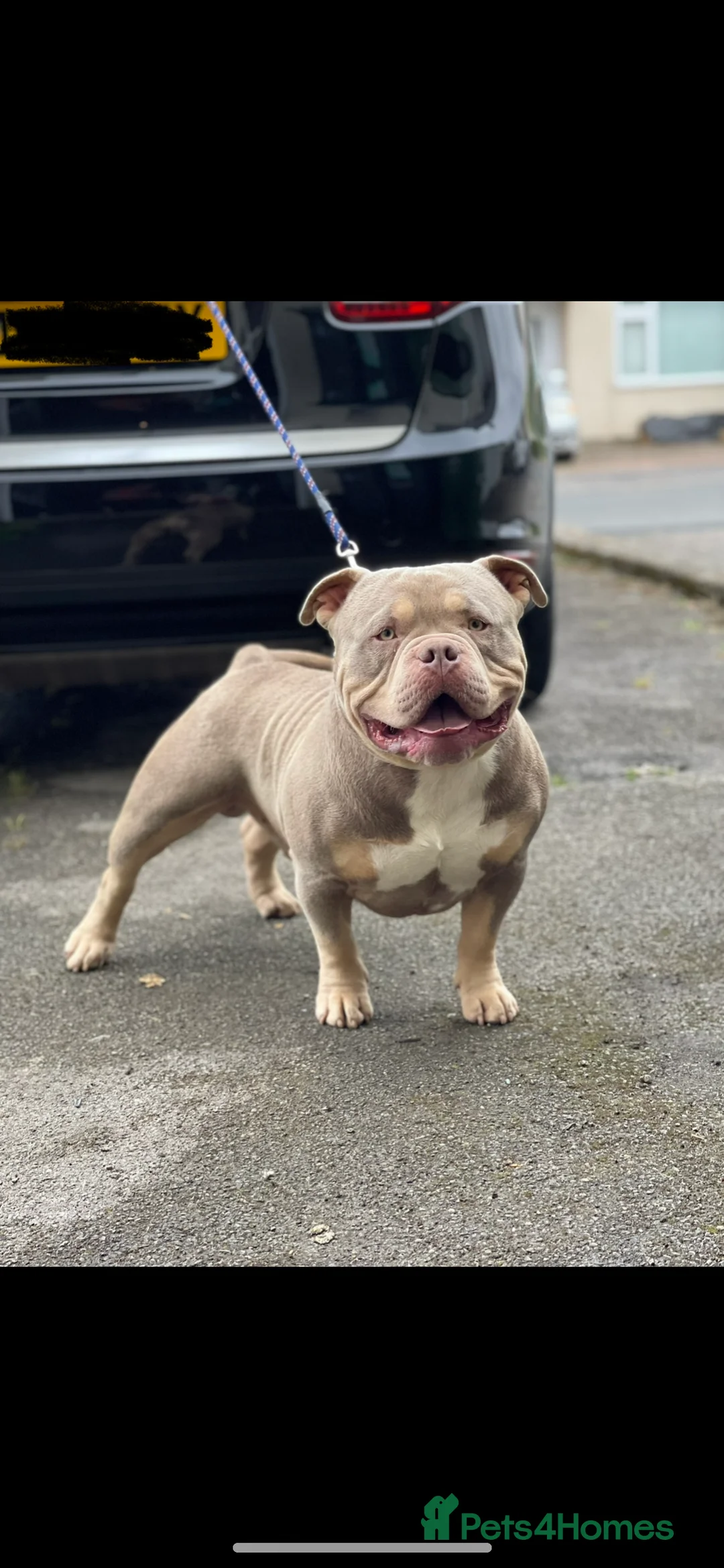 American Bully dogs for stud: Proven lilac tri abkc American pocket bully stud in Trowbridge - Advert 2