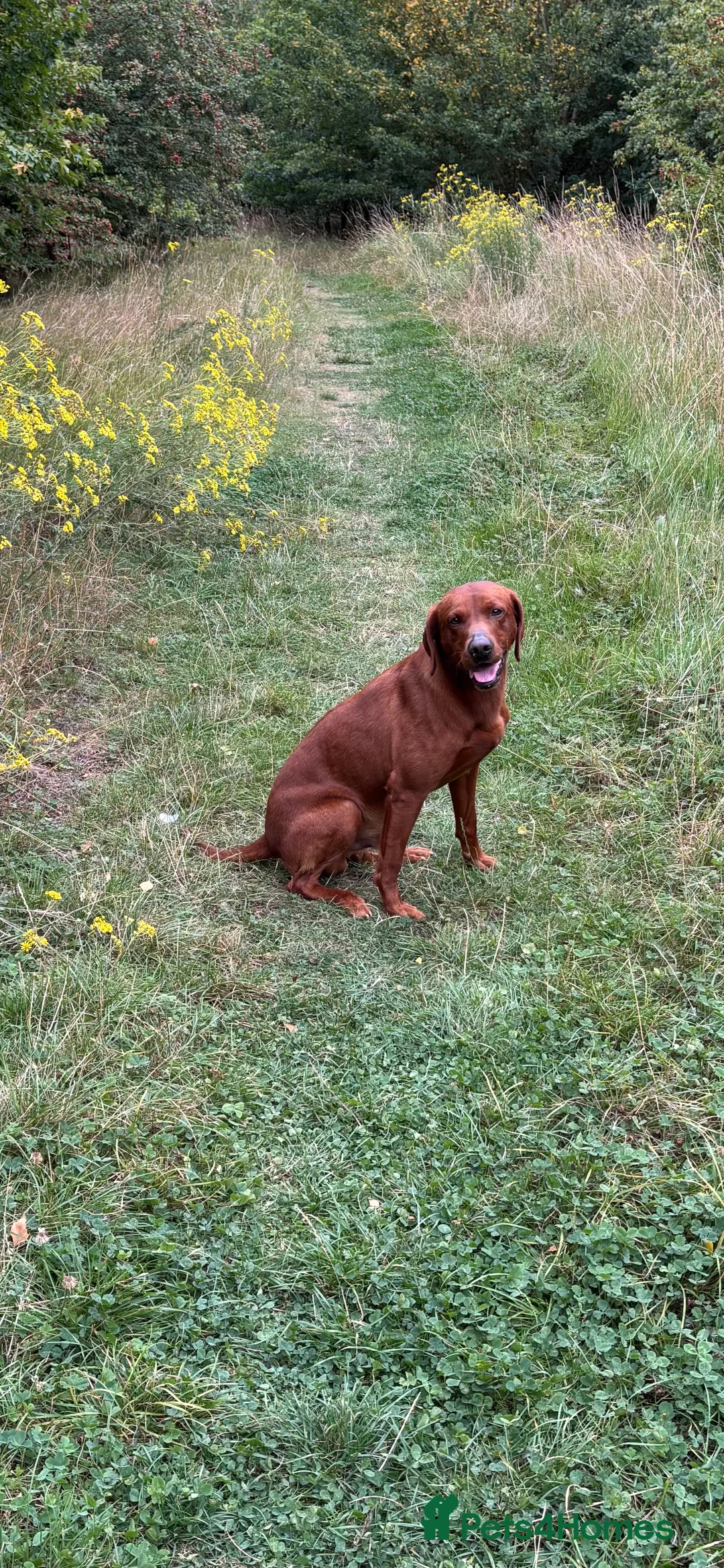 Labrador Retriever dogs for stud: Stunning Dark Red KC Reg Labrador  - Advert 10