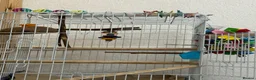 Conures birds for sale: 9 weeks old hand reared and super tamed baby  - Advert 7