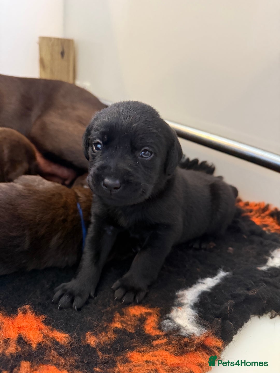 Labrador Retriever dogs for sale: Stunning KC REG Fully health tested Labradors - Image 24