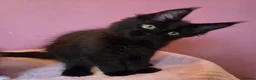 Maine Coon cats for sale: Tica Reg REDUCED mainecoon kittens READY NOW - Advert 6