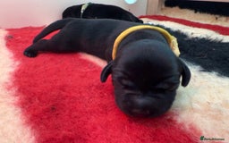 Labrador Retriever dogs for sale: Beautiful chunky litter of black pups  - Advert 22