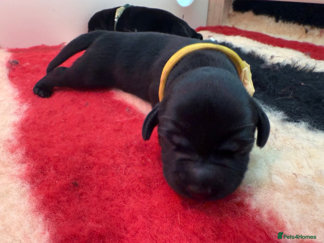 Labrador Retriever dogs for sale: Beautiful chunky litter of black pups  - Advert 22