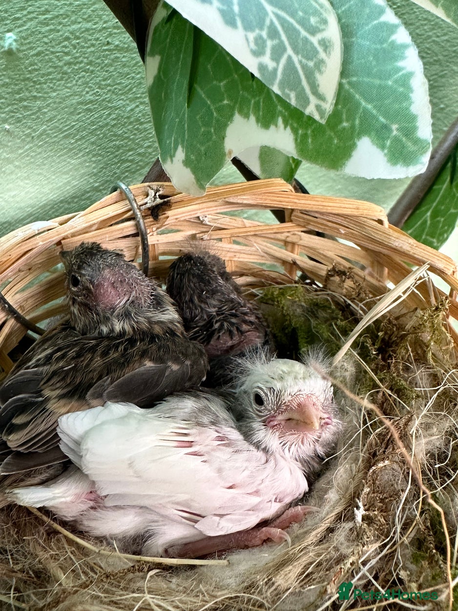 Goldfinch Finches birds for sale Pets4Homes