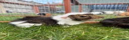 Guinea Pig rodents for sale: Baby Guinea pigs! - Advert 6